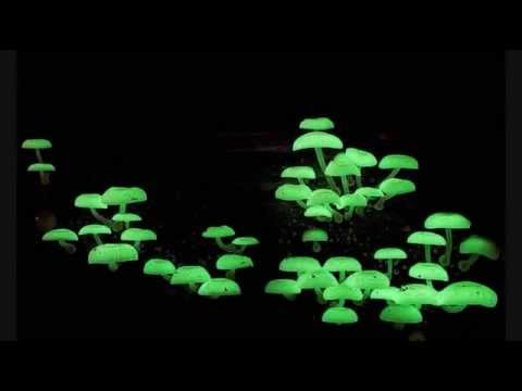 Parasense - Live Set - BOOM Festival 2014