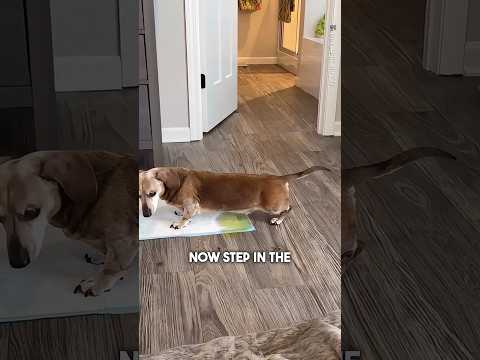 This Dog has the Funniest Morning Routine 😂