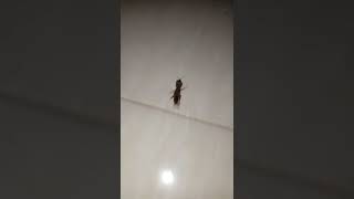 Download lagu ORONG-ORONG GENDONG GONG ||SUKECENG GONDRONG #SHORTS mp3 Download lagu ORONG-ORONG GENDONG GONG ||SUKECENG GONDRONG #SHORTS mp3