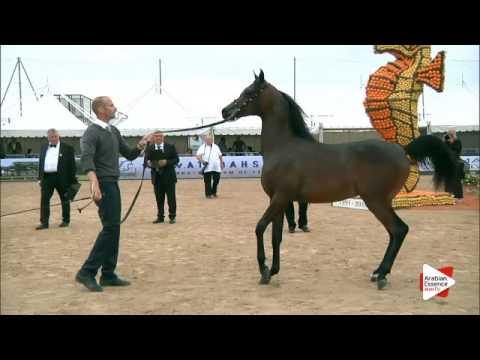 N.101 MANSOUR AM - Menton 2016 - Yearling Colts (Class 6B)