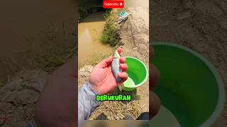 Download lagu FISHING IN A DITCH😍#shorts #fish #fishing mp3