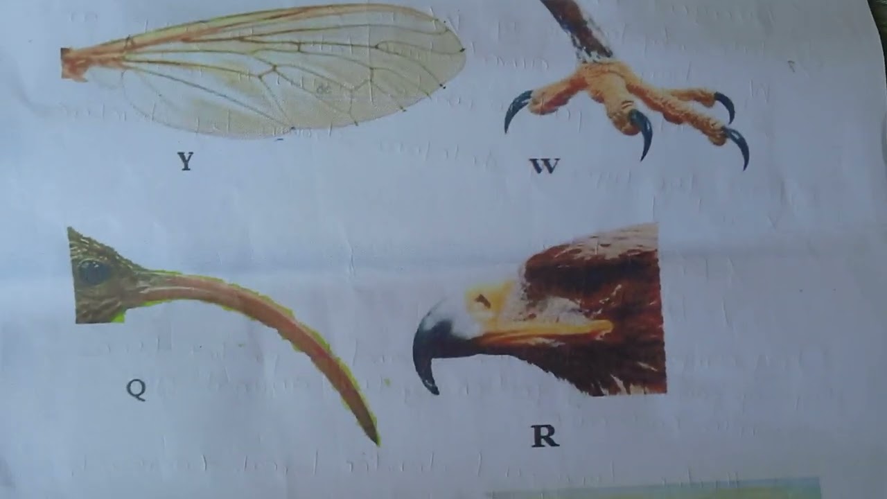 Biology paper 3 Revision questions and Answers