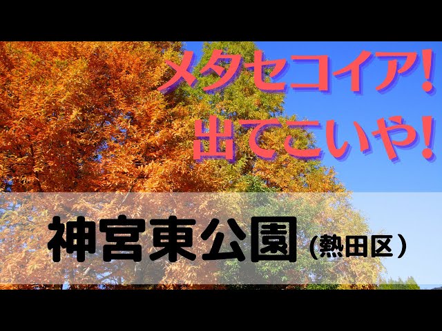 神宮東公園 晩秋のメタセコイア並木は必見 都会の中のオアシス 愛知まるっとパークガイド 神宮東公園 晩秋のメタセコイア並木は必見 都会の中のオアシス 愛知まるっとパークガイド