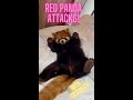 Little Red Panda Attacks!