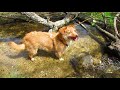 Las Aventuras Del Pequeño Toddy Explorando La Naturaleza Cómo Le Gusta El Agua Vídeo Relajante