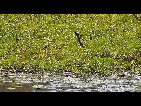 Djuma: Bushbuck male has his eyes on a Snake that appears in the grass - 13:35 - 05/04/21