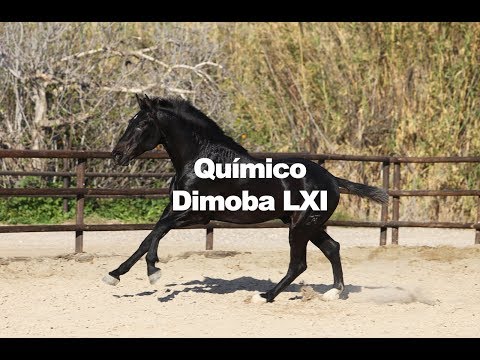 Químico Dimoba (17-3-2019)