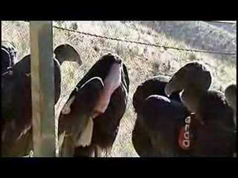 Condors vs. Lead Bullets | KQED QUEST