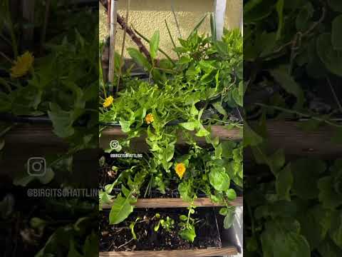 Heilkräuter vom Balkon: Oster-Sonderöffnung für Urban Gardening