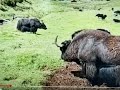 Sesame Street Y Is For Yak