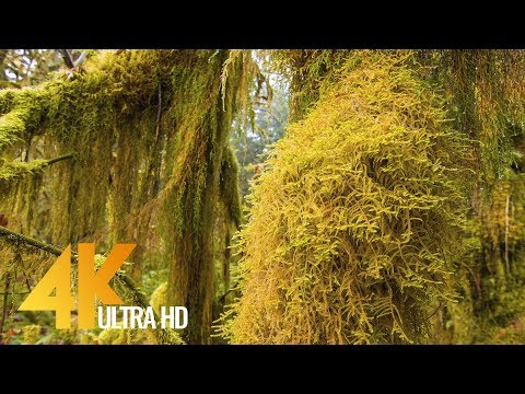 4K Hoh Rain Forest. Winter & Summer - Olympic National Park - Short Preview