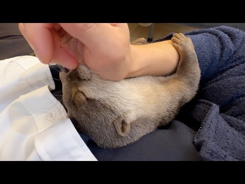 youtube-動物記事1970/01/01 09:00:00