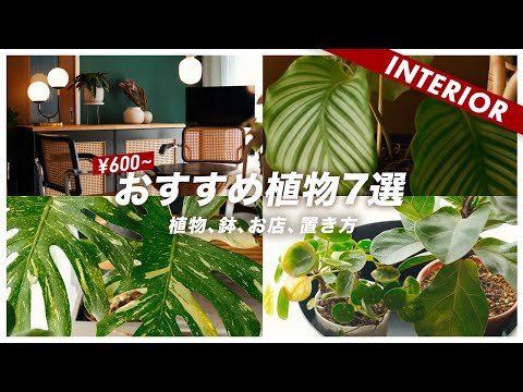 ゴールドバーム 植物