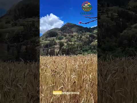 Trigales en la región de Socotá y boyacá, recuerdos del campo. #comida #cultural #historia