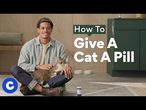 How To Give a Cat a Pill | Chewtorials