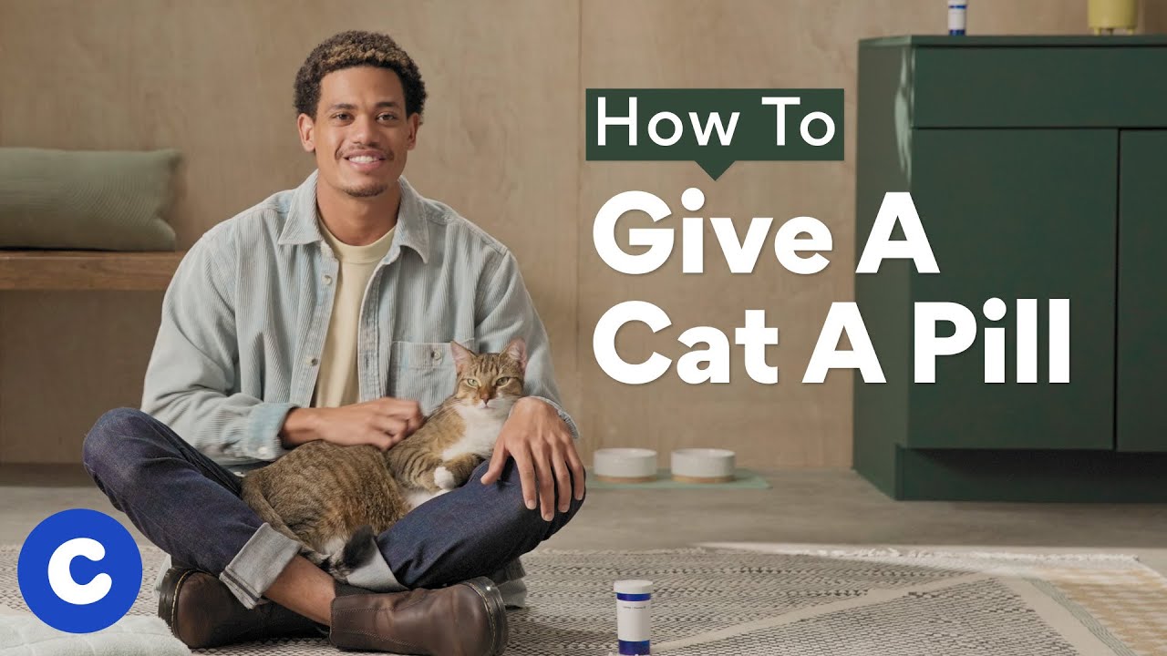 How to Give a Cat a Pill Tips and Tricks from a Vet BeChewy