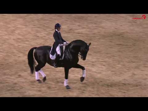 GLAMOURDALE v. Lord Leatherdale x Negro x Ahorn  www.klatte.de