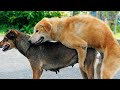 Dog Mating Animal Mating Funny Animals Cutedog Cute Animals