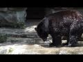 Black Bear Looks For Fish At The Pittsburgh Zoo PPG Aquarium