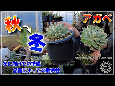 耐寒性屋外多肉植物 寒さに負けない5品種  庭園