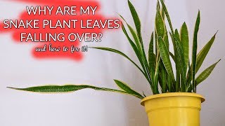 Snake Plant Leaves Falling Over: How To Prune &amp; Propagate / Joy Us garden