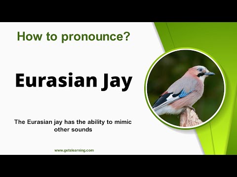 How to pronounce (Eurasian Jay) in English correctly