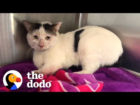 Aggressive, Feral Cat Loves To Cuddle Now | The Dodo Cat Crazy