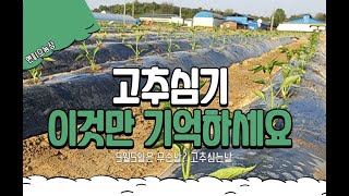 고추모종심기 | 고추심기 | 고추심기팁 | 고추식재방법 | 고추잘키우는법