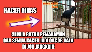 Download lagu How to care for a wild kacer so that it sings well and opens its tail mp3