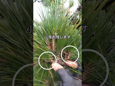 秋に剪定する果樹はどれ？庭師が教えるメンテナンス成功の秘訣！  庭園