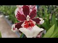 SUNLAND ORCHID NURSERY Visit Www Sunlandorchids Com November 7 2020