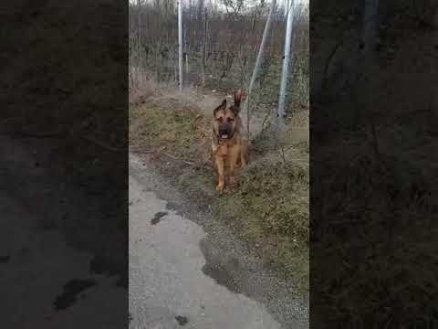 Rantanplan mit einer Hündin unterwegs