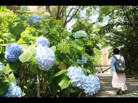 【同志社女子大学】京田辺キャンパス キャンパス風景 2017年6月