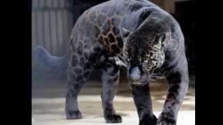 Ani Difranco- Hell Yeah