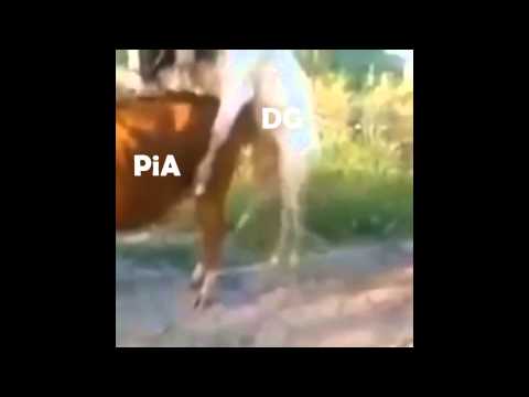 Pros in Action answer to DG