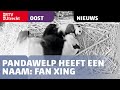 Pandawelp heeft een naam: Fan Xing [RTV Utrecht]