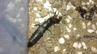 Insetti e artropodi parte 1