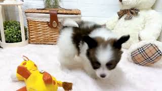 パピヨンの動画02