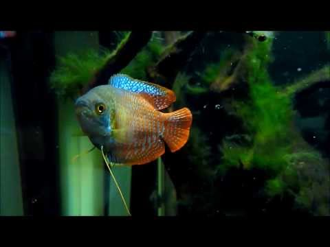 Watch Video on YouTube