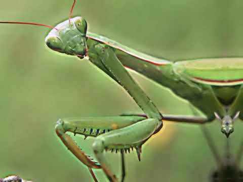 Praying Mantis vs tarantula #debate