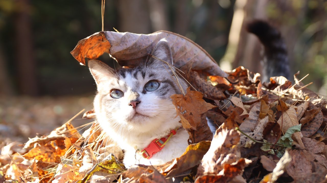 【かご猫】冬の落ち葉に埋もれてニャーニャー鳴く猫が可愛いのサムネイル画像