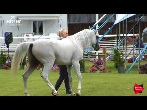N.50 SARAB LEMBARAK - Strohen 2019 B Int - 4-6 year old Stallions (Class L)