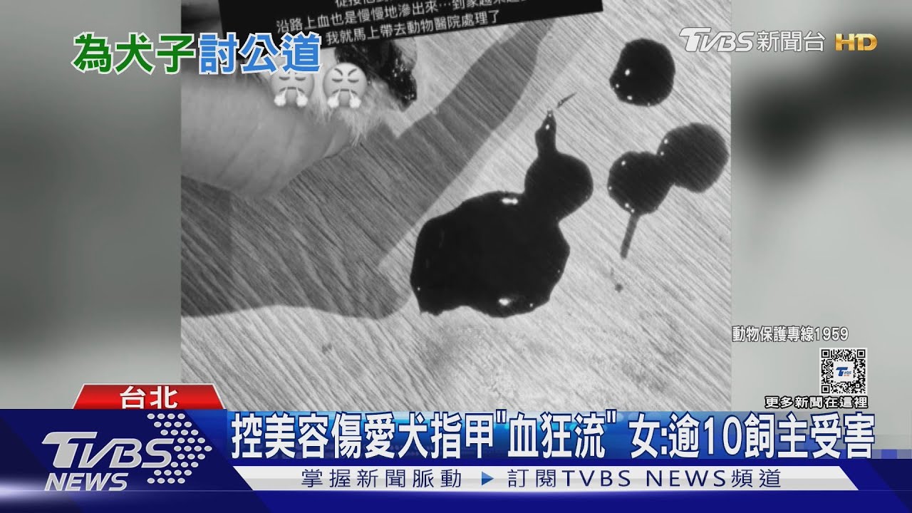 控美容傷愛犬指甲「血狂流」　業者駁：遭索8萬