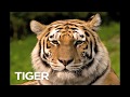 Alphabet Animals ABC Animals Song For Kids Learn Animals ABCDEFG