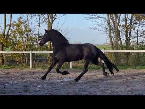 Stal Okkema's Irynke - Julius x Onno - Mare - 2018