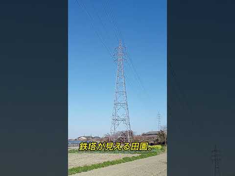 ユリモクレン、ユランモクレン 植物