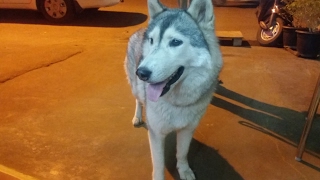 Siberian Husky - The "Street Angel and House Devil" Training Video
