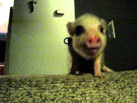 Hamlet the Mini Pig - Has a Conversation