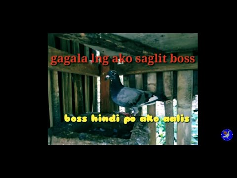 #Update sa mga kalapati natin kalapatits#roadto1k