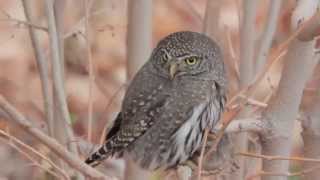 preview picture of video 'Northern Pygmy-Owl (The Assassin)'